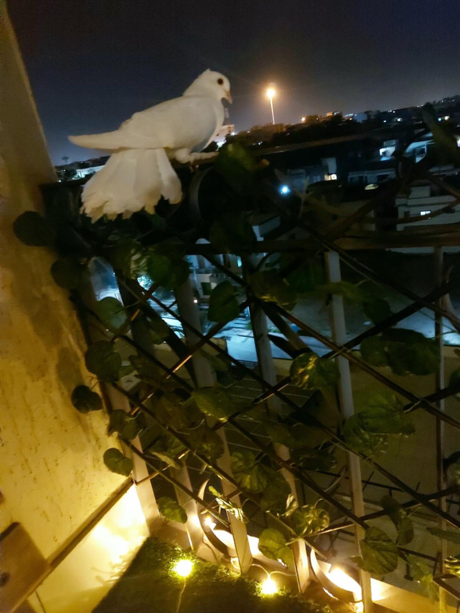רוואלפינדי Aesthetic Scenic Luxurious Apartment - Bahria Heights מראה חיצוני תמונה